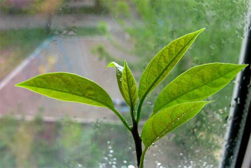 Авокадо на окне. Или как вырастить авокадо? с фото