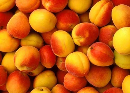 О полезных свойствах абрикоса. - фото