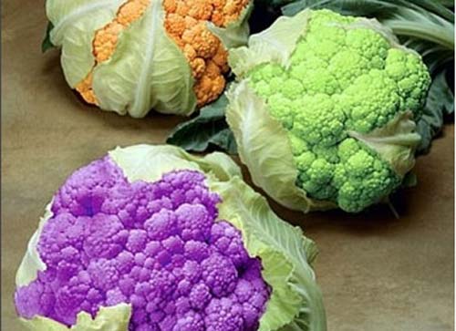 Шутка природы – цветные овощи. с фото