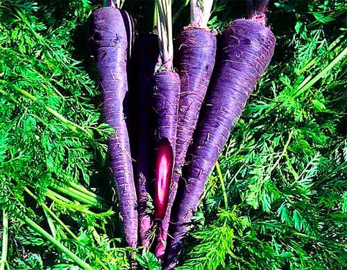 О фиолетовой моркови - фото