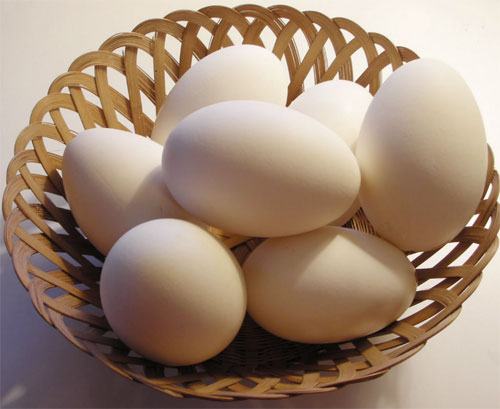 О гусиных яйцах с фото