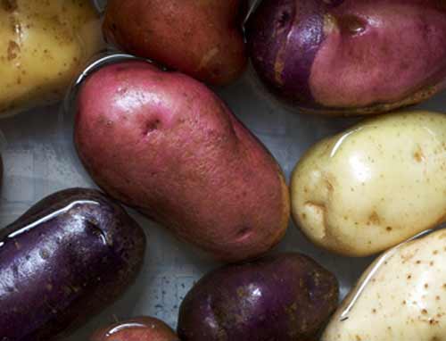 О разноцветном картофеле. с фото