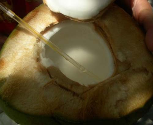 О лечении кокосовым орехом. - фото