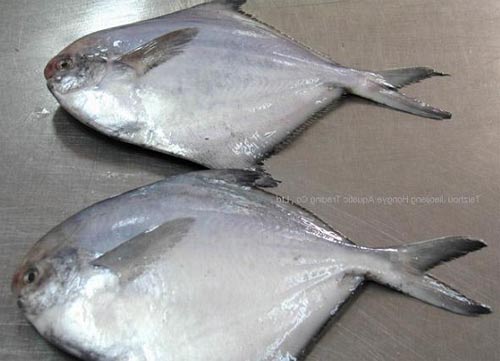 Что такое «масляная рыба»? с фото
