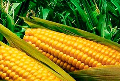 Как варить кукурузу в микроволновке с фото