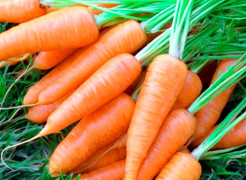 Морковная диета - фото