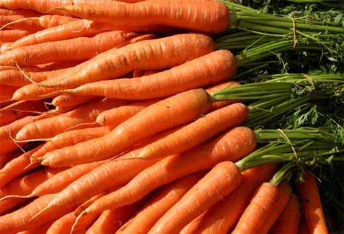 Морковь - фото