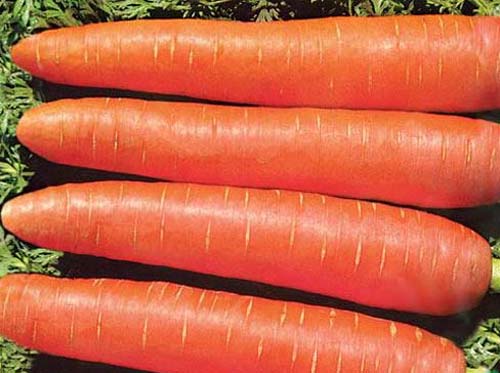 Про оранжевую морковь. - фото