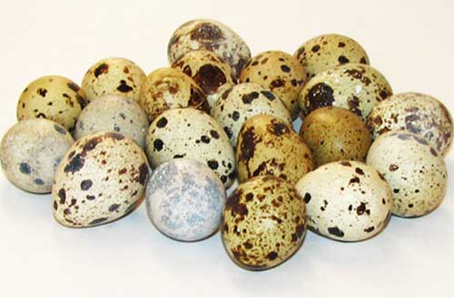 О перепелиных яйцах. с фото