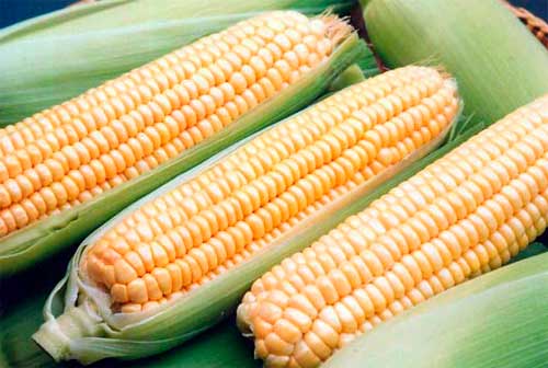 Как варить кукурузу в початках - фото