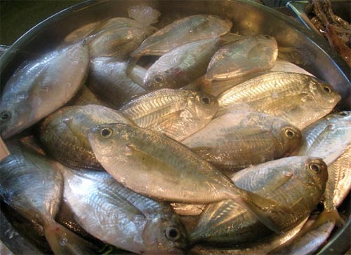 О пользе и вреде масляной рыбы. с фото