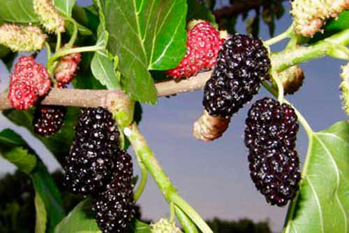 Шелковица – ягодка с юга с фото