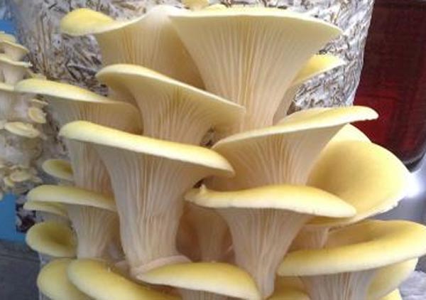 Как выращивают  грибы. с фото